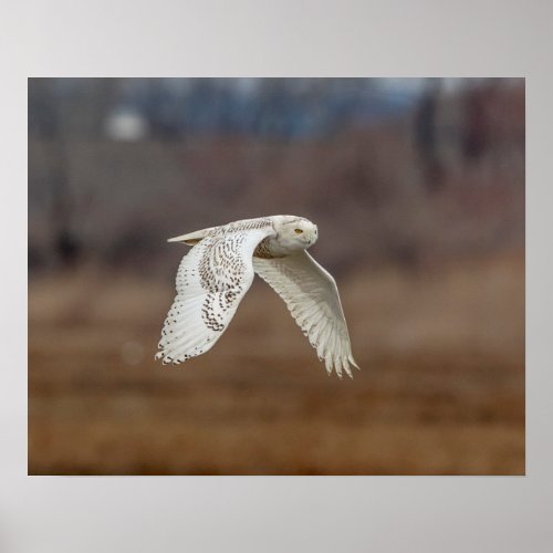 20x16 Snowy owl in flight Poster