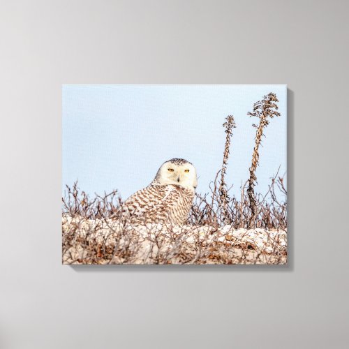 20x16 Snowy owl sitting on the beach Canvas Print