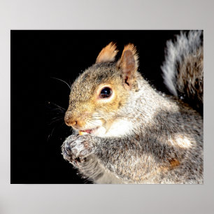 20x16 Squirrel eating a nut Poster