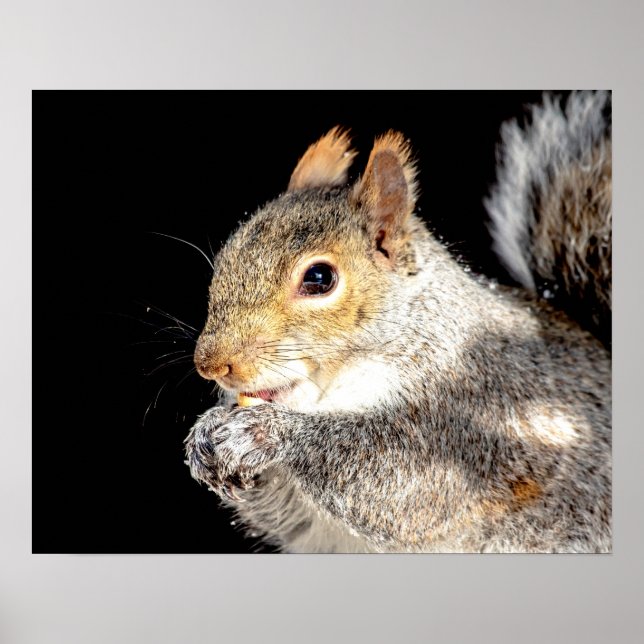 20x16 Squirrel eating a nut Poster (Front)