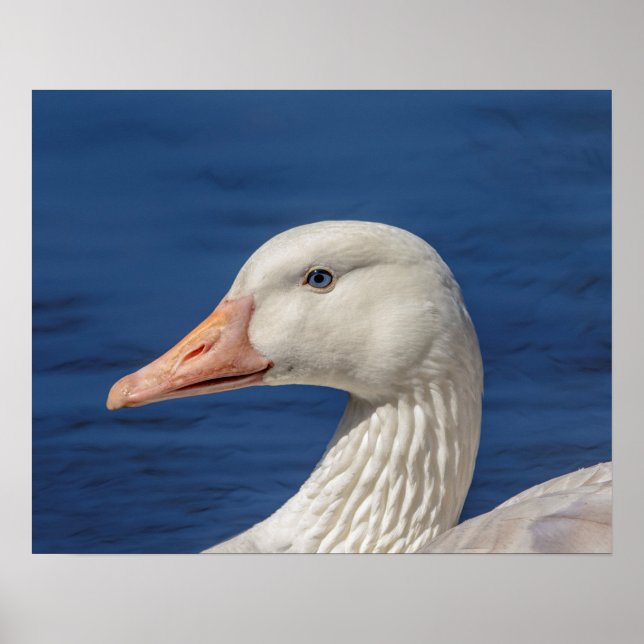 20x16 White Canadian Goose Poster (Front)