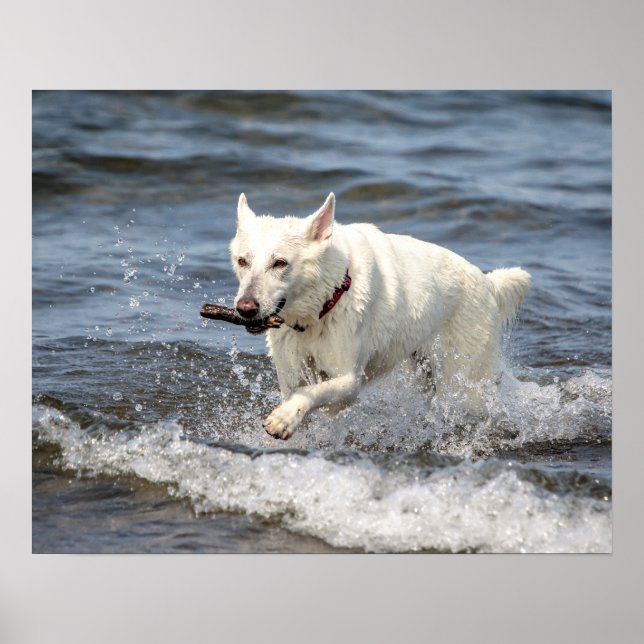 20x16 White German Shepard on Lake George Poster (Front)