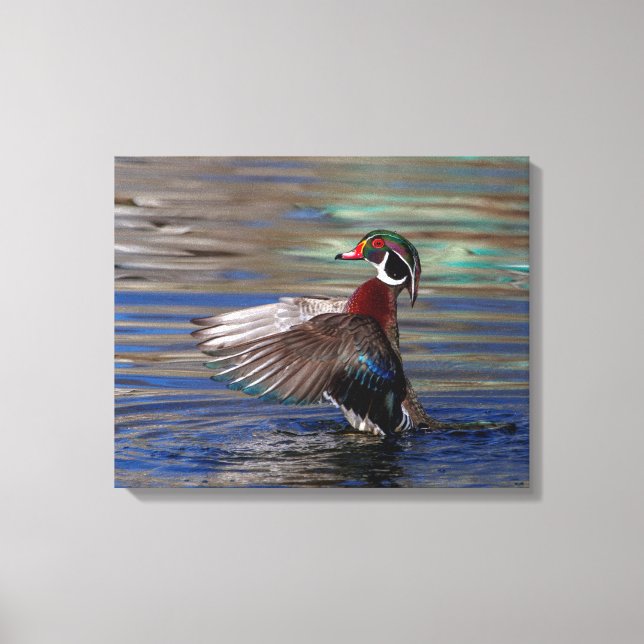 20x16 Wing Flapping Wood Duck Canvas Print (Front)