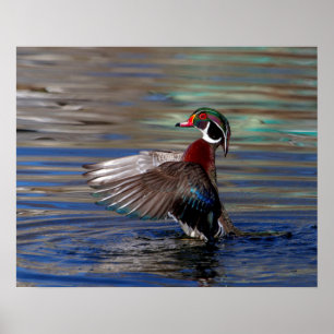 20x16 Wing Flapping Wood Duck Poster