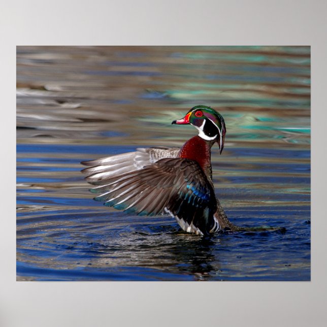 20x16 Wing Flapping Wood Duck Poster (Front)