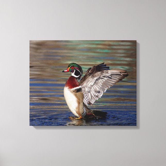 20x16 Wood Duck Canvas Print (Front)