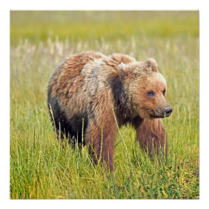 20x20 Glossy Poster of grizzly bear