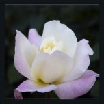 20x20 poster<br><div class="desc">20x20 poster</div>