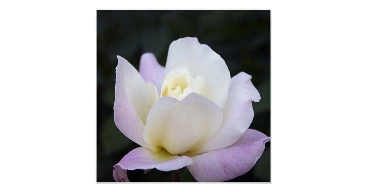 20x20-poster-zazzle