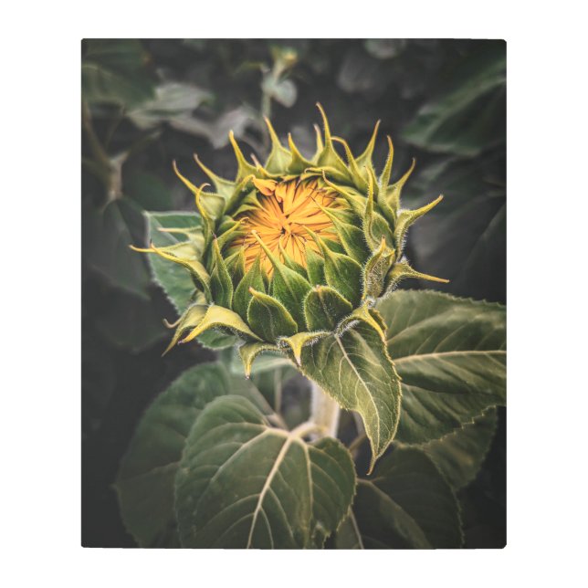 20x24 Metal Wall Art (Front)