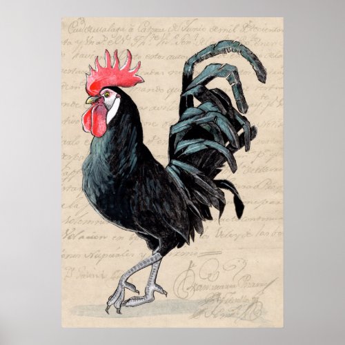 20x28 Black Rooster Print