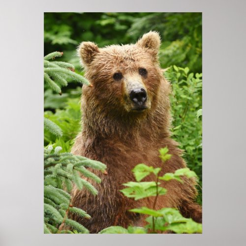 20x28 Poster Matte  w grizzly bear