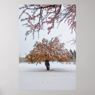 20x30 Wall Poster