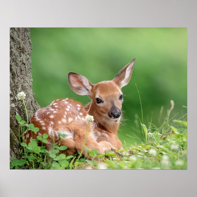 20x6 Adorable Fawn laying under a tree Poster (Front)