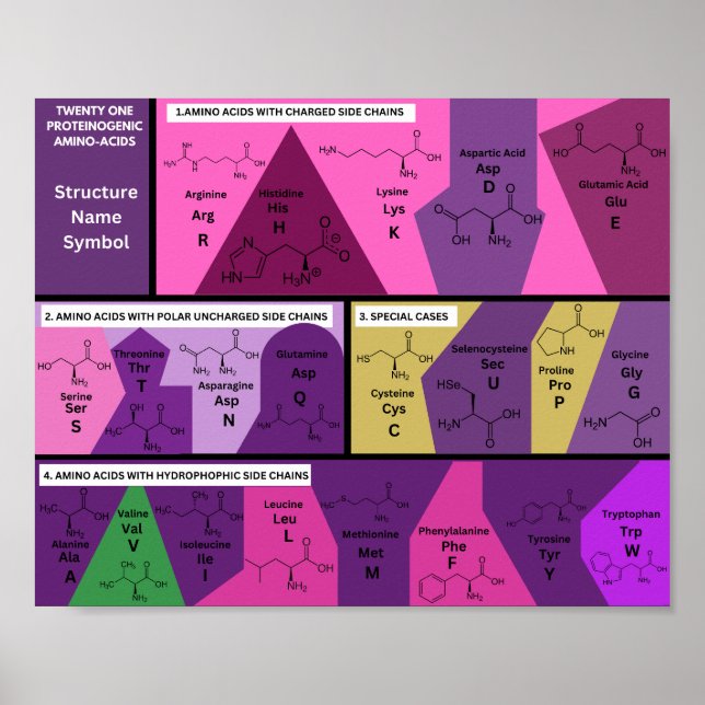 21 proteinogenic amino acids in biology structure poster (Front)