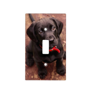 21 Week Old Black Lab Light Switch Cover