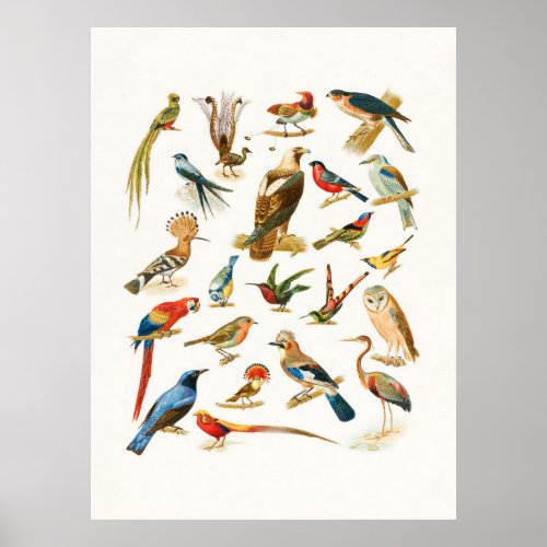 22 Vintage Species of Birds Wildlife  Poster