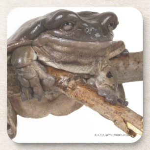 23568138 BEVERAGE COASTER