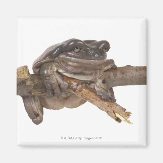 23568138 MAGNET (Front)