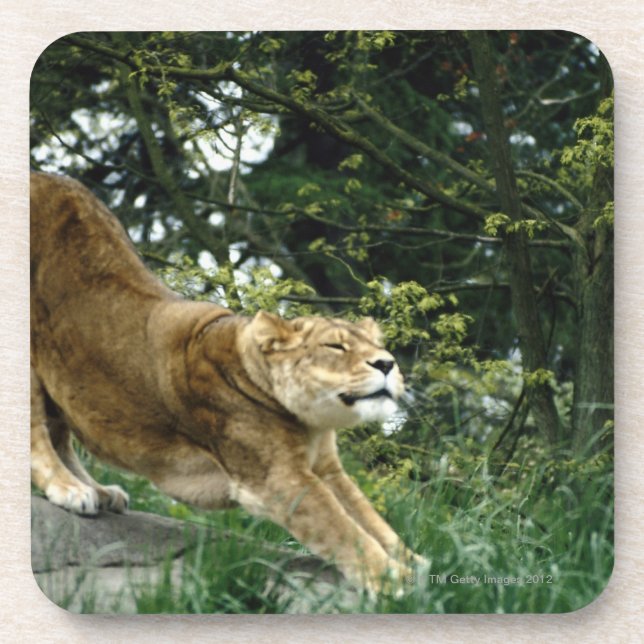 24114343 DRINK COASTER (Front)