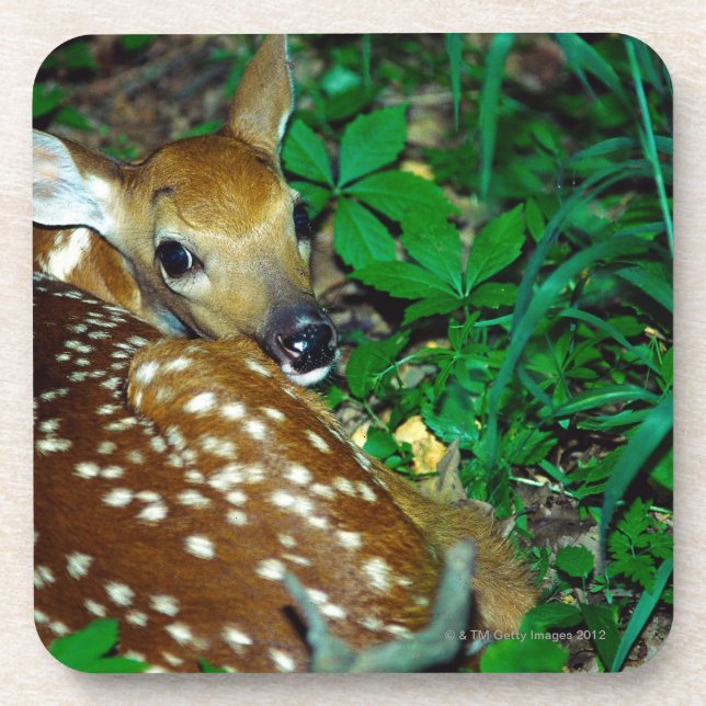 24114390 COASTER (Front)