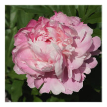 24"x24" Pink Peony