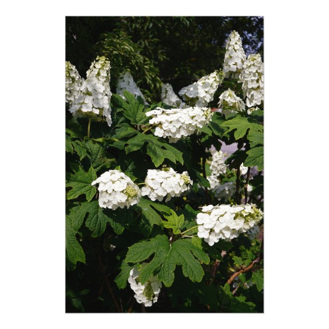 24"x36" Oakleaf Hydrangea Photo Print (Front)