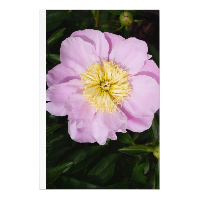 24"x36" Pink Peony Photo Print (Front)