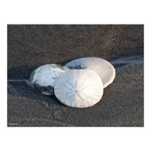 24X18 A Trio of Sand Dollars Photo Print