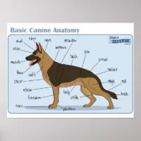 Dog Anatomy Area Rug