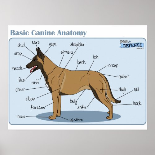 24x18 Canine Anatomy Poster