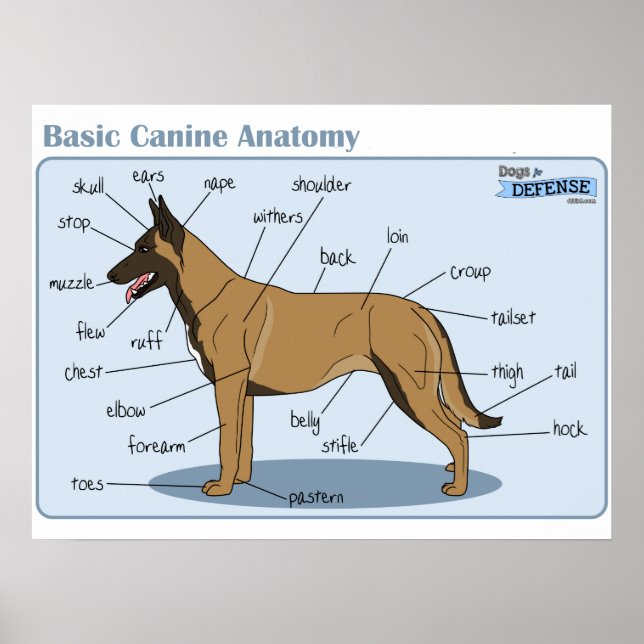 24x18 Canine Anatomy Poster (Front)