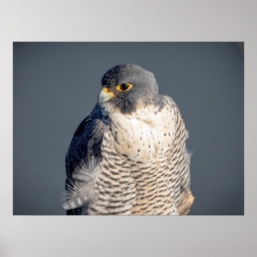 24x18 Peregrine Falcon along the Hudson River Poster