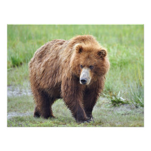 24x18 Satin photo of grizzly bear