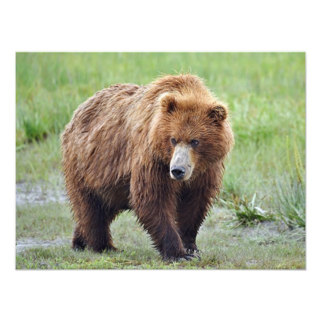 24x18 Satin photo of grizzly bear (Front)