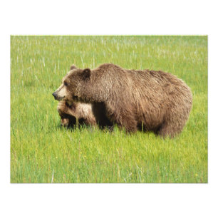 24x18 Satin photo of grizzly bear & cub