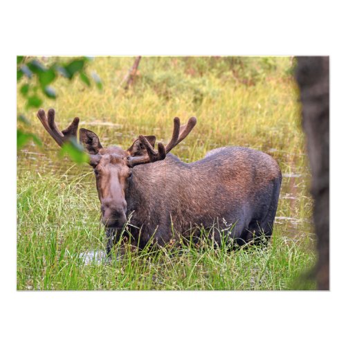 24x18 Satin photo of moose