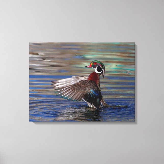 24x18 Wing Flapping Wood Duck Canvas Print (Front)