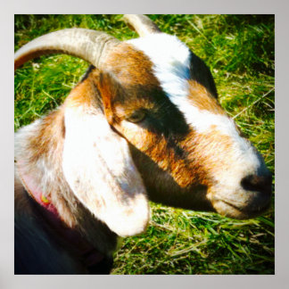 24x24 matte poster. Goat. Personalize! Poster