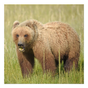 24x24 Satin photo of grizzly bear Print