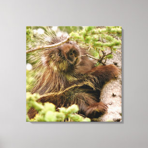 24x24  Wrapped Canvas (Gloss) w/ porcupine Print