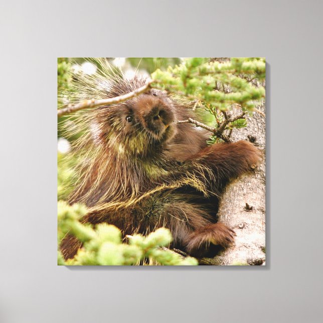 24x24  Wrapped Canvas (Gloss) w/ porcupine Print (Front)