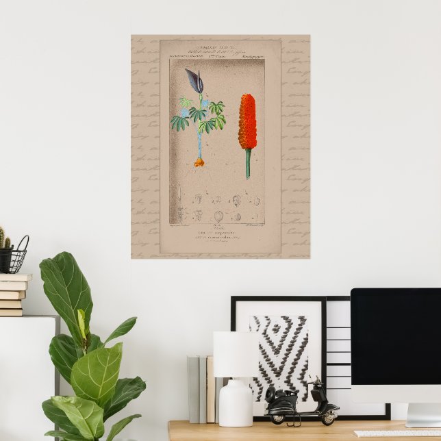 24X30 French Botanical Illustration Snakelily Poster (Home Office)