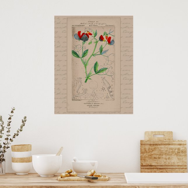 24X30 French Botanical Illustration Sweet Pea Poster (Kitchen)