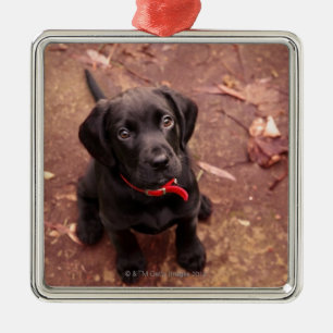 25 Week Old Black Lab Metal Ornament