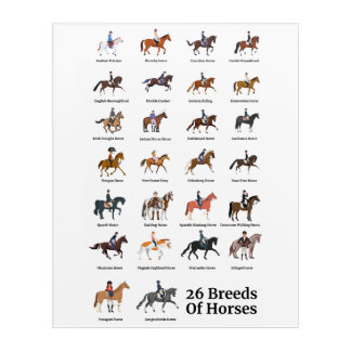 26 Horse Breeds Acrylic Print
