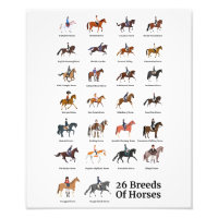 26 Horse Breeds