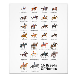26 Horse Breeds Photo Print