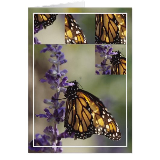 2812  Butterfly  Montage (Front)