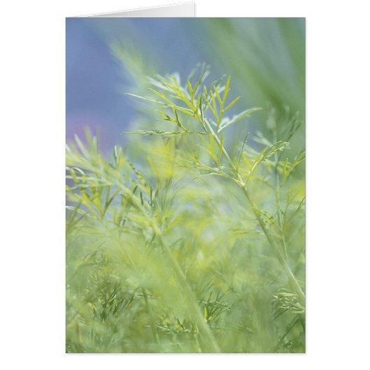 2813 Herb Plants Cards (Front)